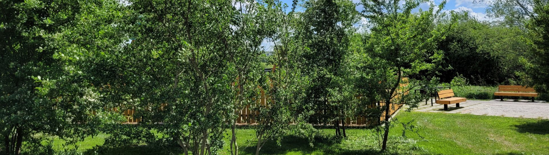 Park Pychowicki widok na drzewa i ławki