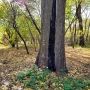 Ul. Łokietka - działania wycinkowe oraz świadkowania drzew