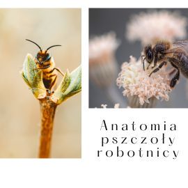 anatomia pszczoły